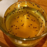 How to Get Rid of Fruit Flies