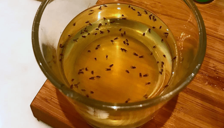 How to Get Rid of Fruit Flies