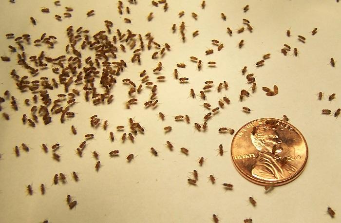 fruitflies