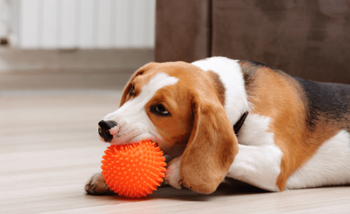 So Why Do Dogs Love Squeaky Balls? A Guide to the Best Pet Toys