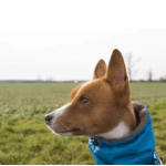 Ear Cleaner for Dogs: Keep Your Pup’s Ears Fresh and Healthy!