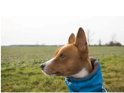 Ear Cleaner for Dogs: Keep Your Pup’s Ears Fresh and Healthy!